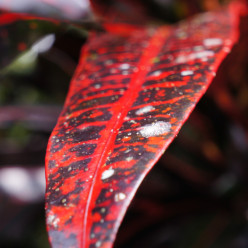 There was gorgeous foliage everywhere, and leaves of all colors. This crimson one was particularly beautiful.